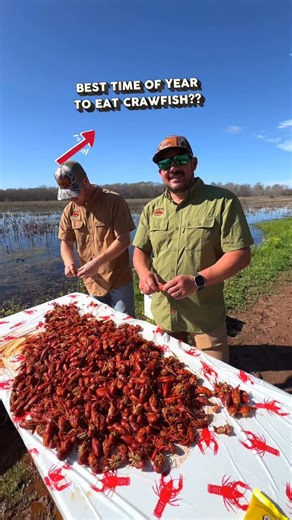 🦞 PRICE DROP ON LIVE CRAWFISH! This is the first price drop of the season! Take advantage of these delicious Early Season Crawfish! Early season is when they’re coming out of the burrows and the ponds are waking back up. A lot of them are fresh off a molt, so the shells can be thinner and softer, and the peel is usually easier. If you haven’t tried them yet, we highly recommend it! Stay tuned for future price drops! Comment “live crawfish” and we’ll auto-DM you the product info. | Louisiana Cra