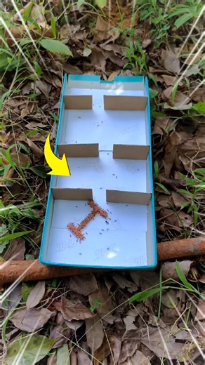 Ants vs. The Maze #shorts