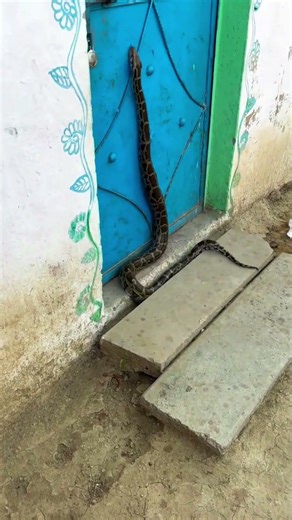A Massive Python Blocks the Doorway — An Unexpected Visitor! #shorts #snake #snacks #wildlife #yt