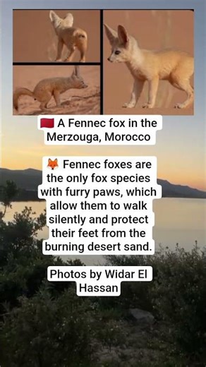 Meet the Fennec Fox of Merzouga, Morocco – Desert’s Tiny Silent Hunter