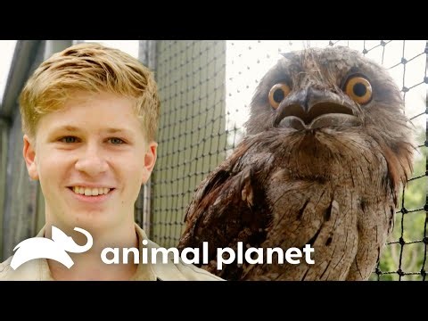 Inspiring Animal Rescue & Rehab Stories with Robert Irwin | Crikey! It's the Irwins | Animal Planet