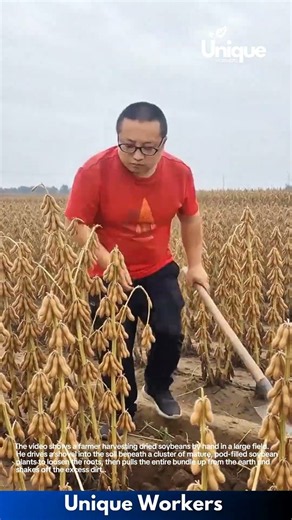 Traditional Soybean Harvest: Farmer Uses Shovel to Uproot Whole Plant Bundles
