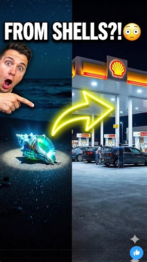 Shell Started With Seashells 😳