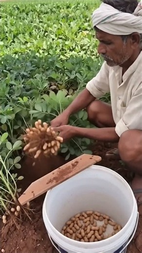 Amazing Fresh Peanut Harvest | Pulling Peanuts by Hand
