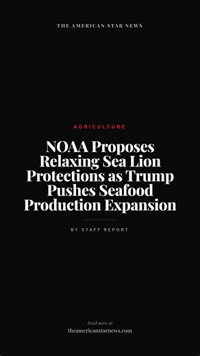 NOAA Proposes Relaxing Sea Lion Protections as Trump Pushes Seafood Production Expansion