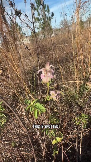 ETL - Relax Videos - spotted horsemint, also called spotte..mp4 - COS.TV