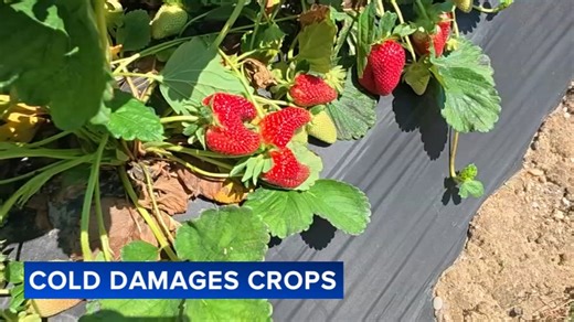 Recent cold snap has hit some crops in Garden State especially hard