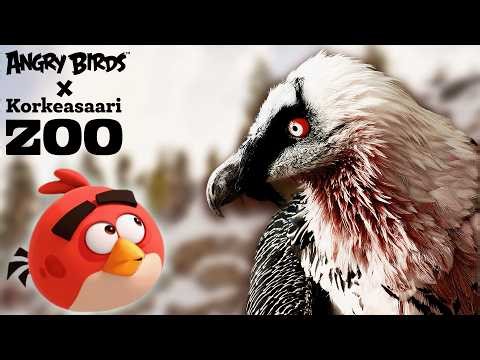 Red Meets The Bearded Vulture 🪶 | Angry Birds Feathery Friends at Korkeasaari Zoo