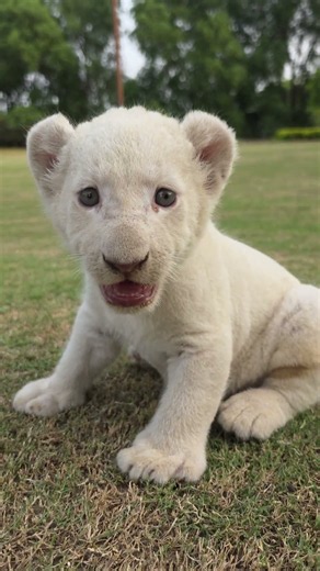 1 Month Old Rare And Cute White Tiger Cub 😍 | Nouman Hassan