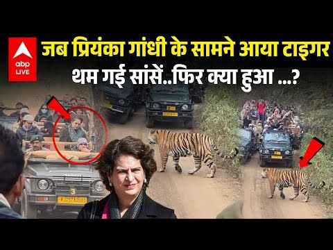 Congress सांसद Priyanka Gandhi की जिप्सी के सामने आया Tiger, Video दिल दहला देने वाला ! |ABPLIVE