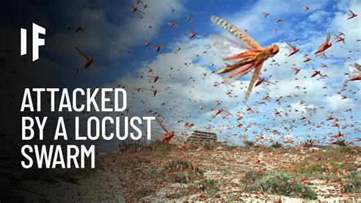 See what would happen if a locust swarm overwhelmed an entire city