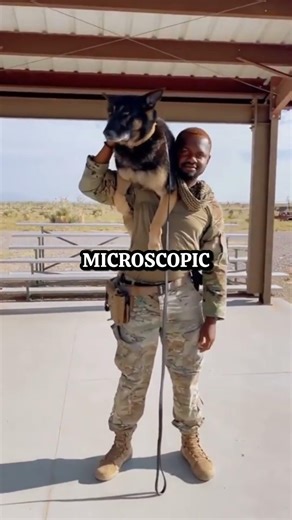 Why Military Dogs Can “See” Through Walls? #k9 #militarydogs