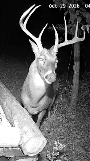 Massive Buck Stares Straight Into My Camera! 🦌😳 #shorts