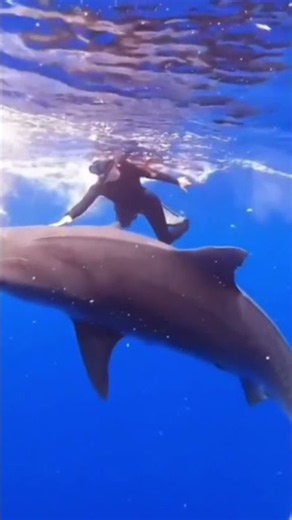 Megalodon Caught on Camera?! 🦈 #shorts #shark #megalodon