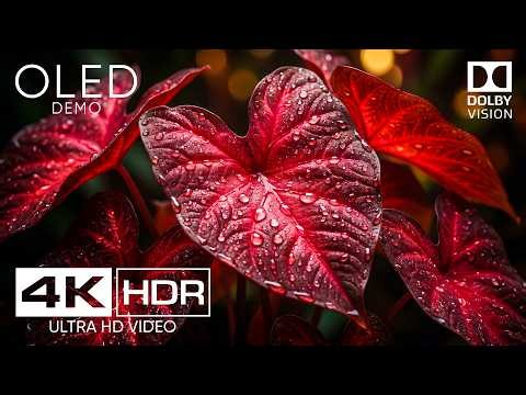 4K Epic Video ULTRA HD 60 FPS | Best 4K HDR Dolby Vision Nature OLED DEMO (8K/16K Ultra HD TV)