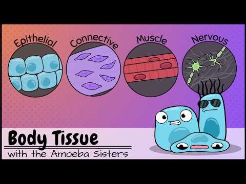 Body Tissues (the 4 Types)