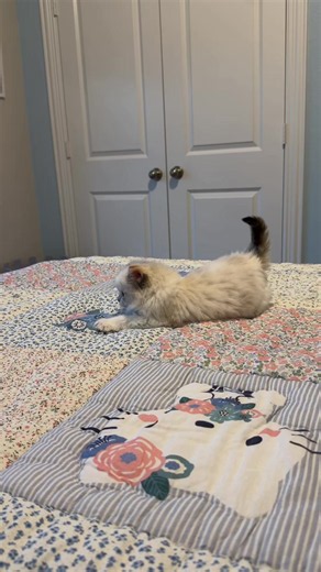 Ragdoll Cat Waffles Visits All the Hello Kittys