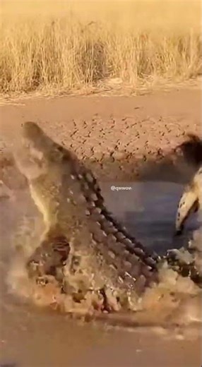 Hunter Becomes Prey | Hyena vs Crocodile