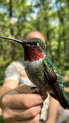 THESE TINY BIRDS HAVE AN AMAZING MIGRATION ABILITY - RUBY THROATED HUMMINGBIRD