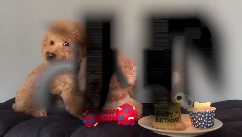 Веселые пудели 🐩