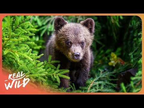 Cute Baby Animals in 4K | Nature Relaxation Film