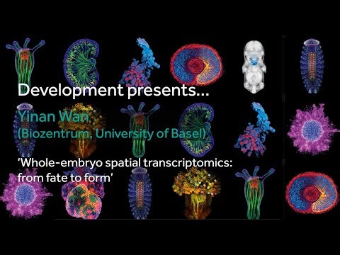 Development presents... Yinan Wan