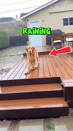🐶 Which Umbrella Would Save This Puppy? ☔🥹