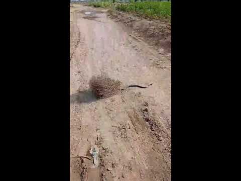 village snake