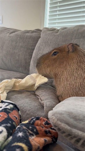See Description for More Reasons You Don’t Want a Capybara as a Pet 😅