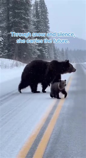 Mother Grizzly Bear Protects Her Cubs in the Wild