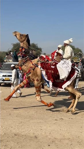سباق جمال تقليدي في مهرجان الصحراء