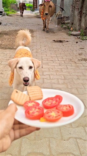 Golden Retriever & Calf Birthday Party! ✨ #shorts #animalfriendship #goldenretriever