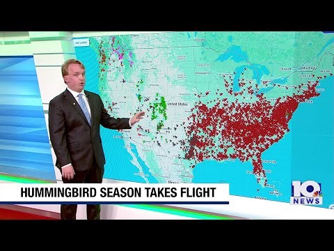 Hummingbird season takes flight