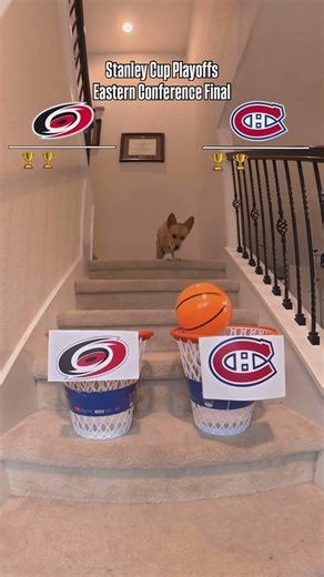 Air Corgi Picks Eastern Conference Final Winner