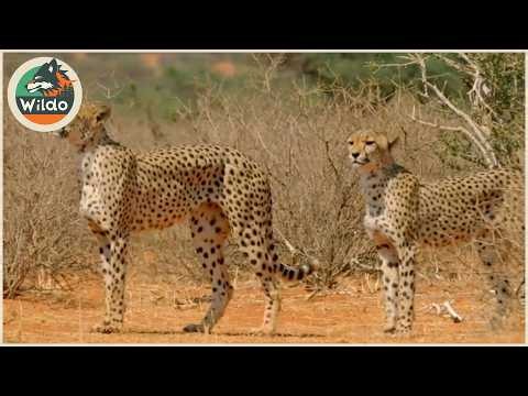 カメラが捉えた史上最も衝撃的なチーター襲撃映像 | 野生動物 #302