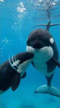 The Ocean Acrobat: Orca Killer Whale's Most Incredible Secrets! 🐋 | Intelligence & Power Revealed