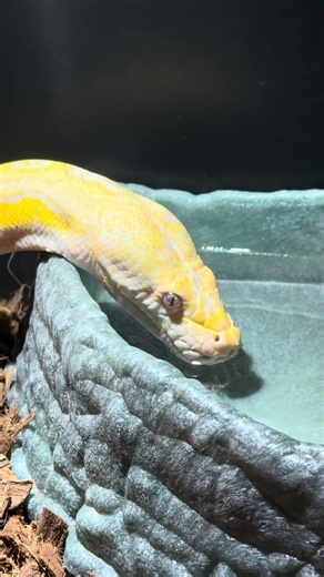 You’ve Never Seen A Snake Drink Like This! 🤩🐍 #snake #reptiles #animals