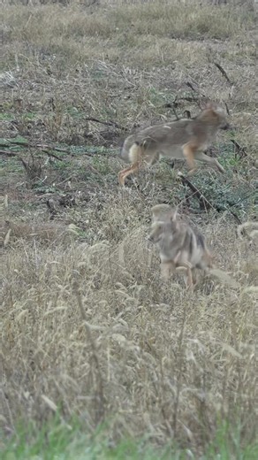 Watch the full hunt on YouTube! Two bobcats and a coyote drop. #foxpro #coyote #hunting #coyotehunting #weliveforthis Alt Description: Bobcats and coyotes coming to the X24.