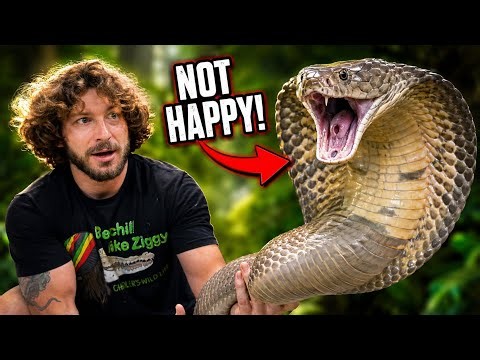 My King Cobra Was NOT Happy Today!