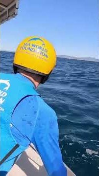 Humpback Whale Rescued off the Gold Coast Sea World Foundation Succeeds Again #fyp #humpbackwhale