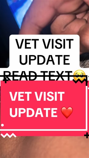 Vet Visit Update with my Cat and His Lipoma 🥺❤️. #affection #petlove #catlovers #vetvisit #animalhospital