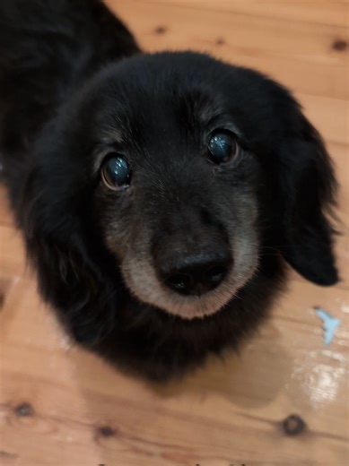 Oreo the Dachshund Opens Christmas Present