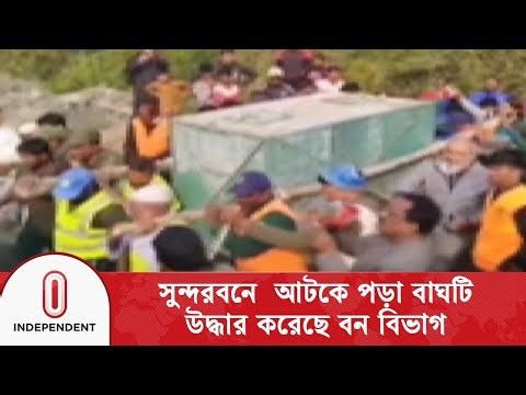 সুন্দরবনে আটকে পড়া বাঘটি উদ্ধার করেছে বন বিভাগ | Sundarbans Tiger | Independent TV