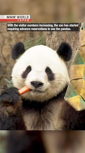 Panda-monium hits Tokyo's Ueno ZooーNHK WORLD-JAPAN NEWS