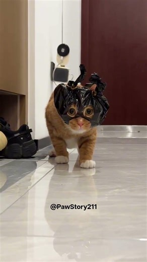 This Cat Looks Like Batman – So Cute and Funny 🦇😹