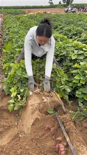 Rural farmers harvesting sweet potato 🍠🍠 from Farm | Amazing Fresh sweet potato #harvest #potato