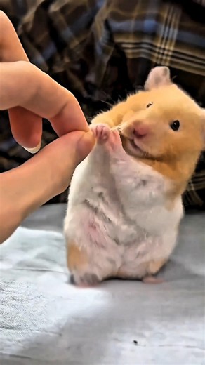 Why Hamsters Are So Funny! 🐹
