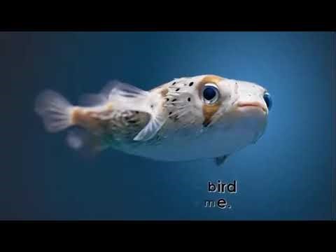 Strange Sea Creatures Free CC Video — 10 Deep Ocean Animals That Look Like Aliens