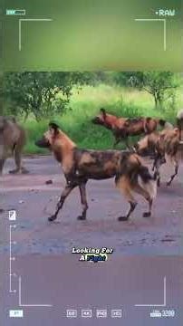 The baboon challenged a pack of wild dogs and the outcome… #wildanimals #animals #foryou