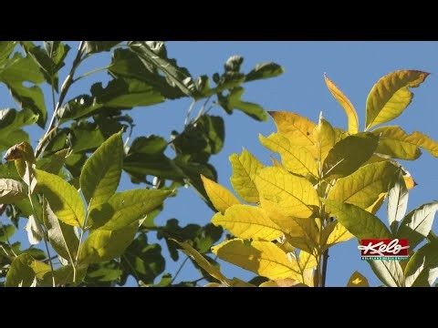 First freeze running late across KELOLAND
